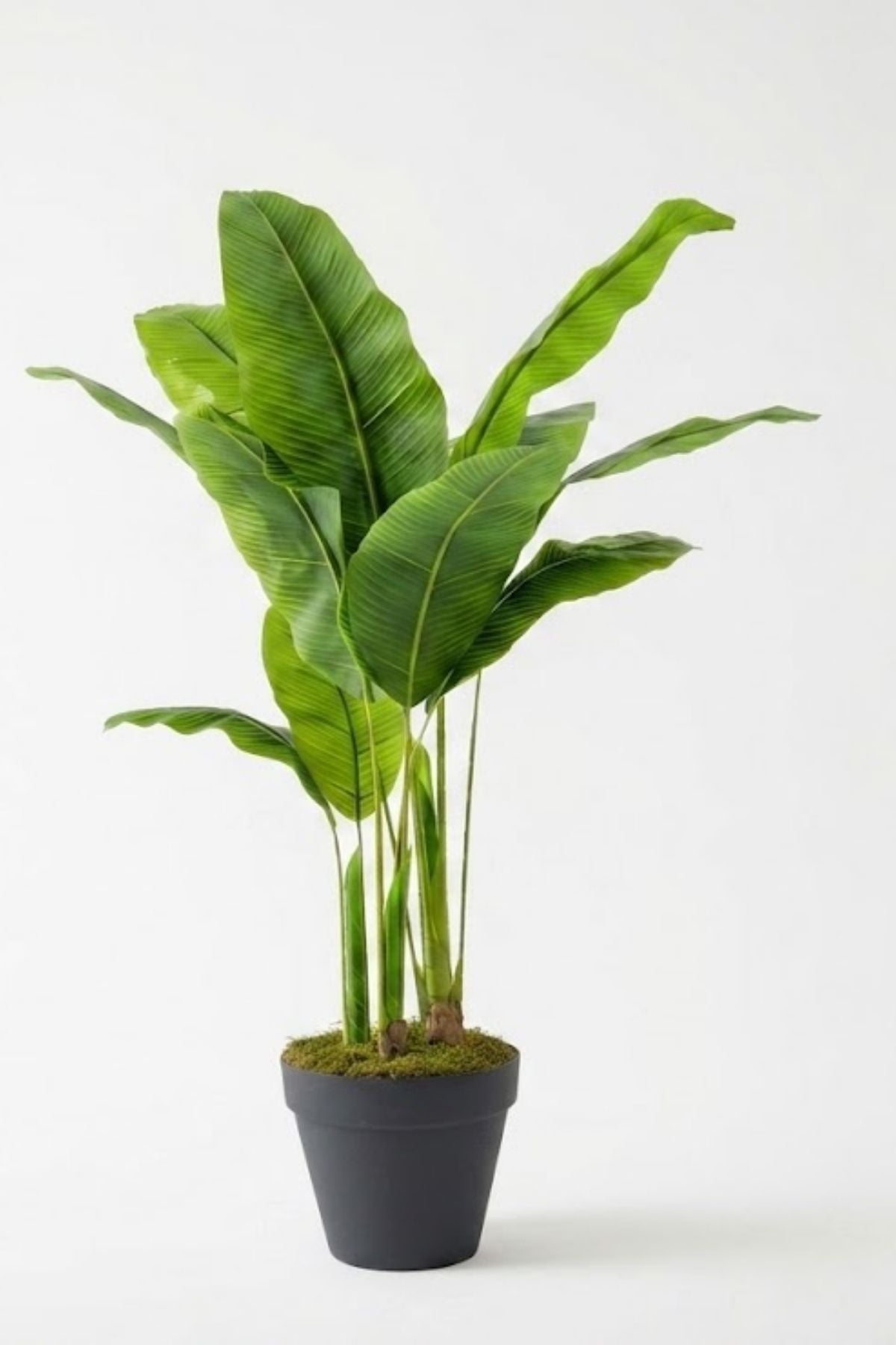 Yapay Muz Ağacı 140 Cm Plastik Saksı