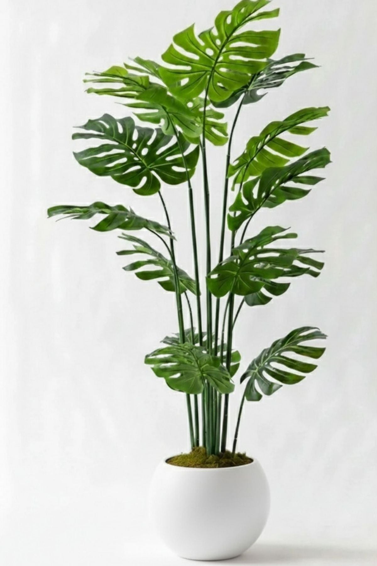 Yapay Deve Tabanı(Monstera) Ağacı