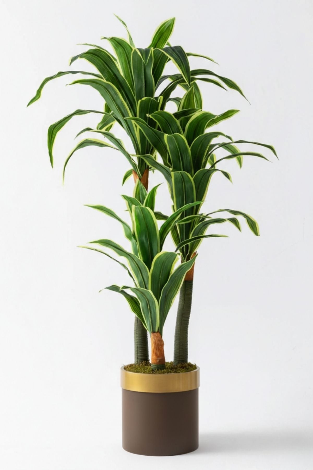 Yapay Dracena