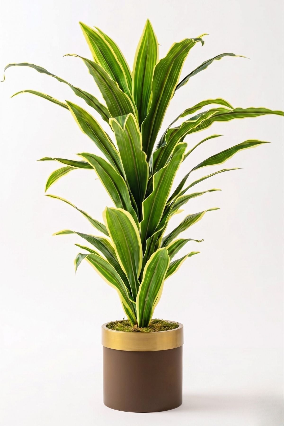 Yapay Dracena
