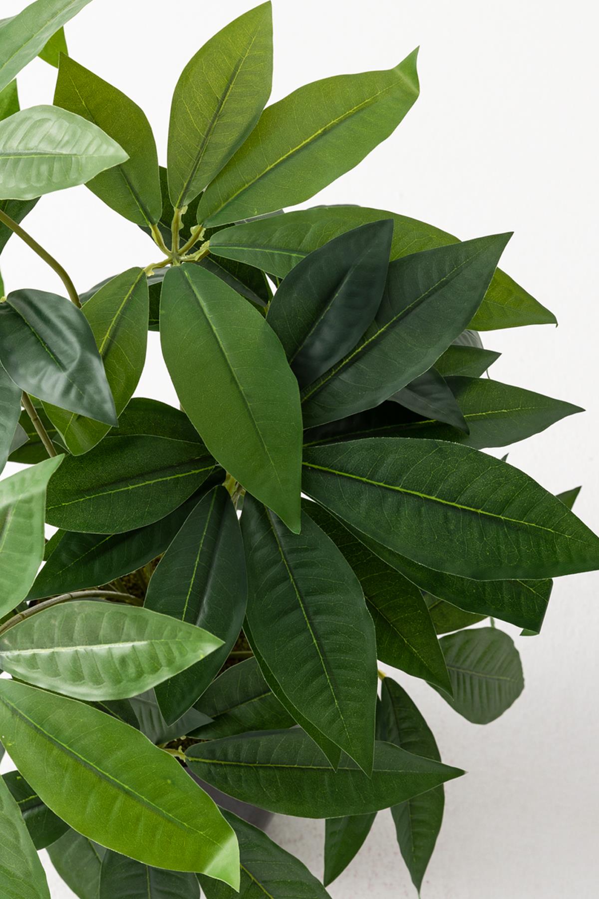 Salon Köşe Çiçeği Yapay Para Ağacı 80 Cm