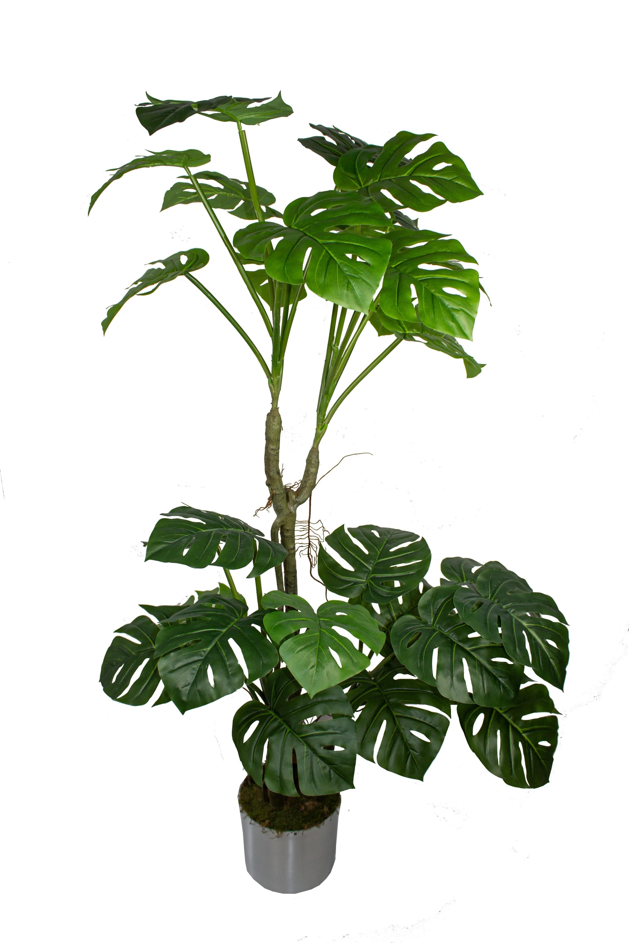 Yapay Ağaç Monstera 170 Cm 29 Yaprak