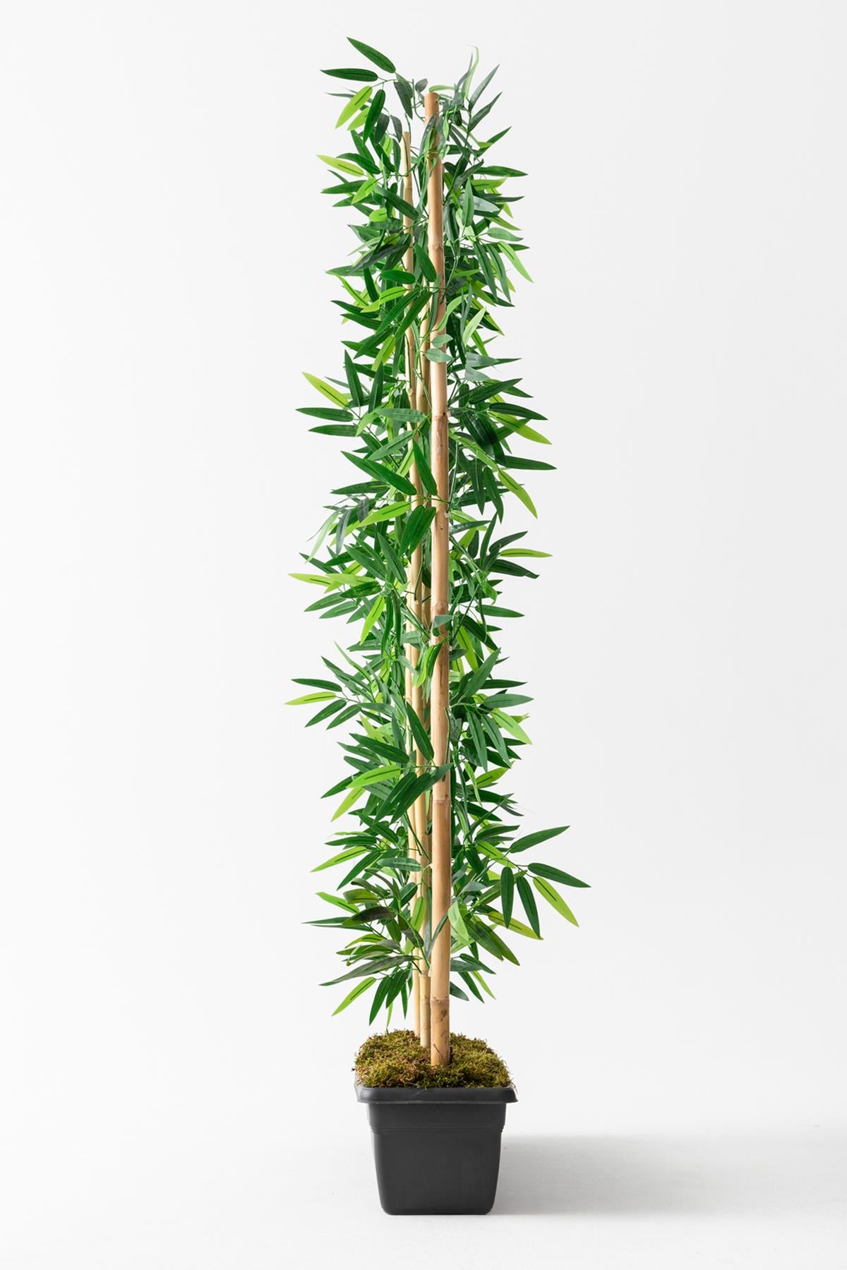 Yapay Bambu Seperatör Antrasit Saksılı 180 Cm