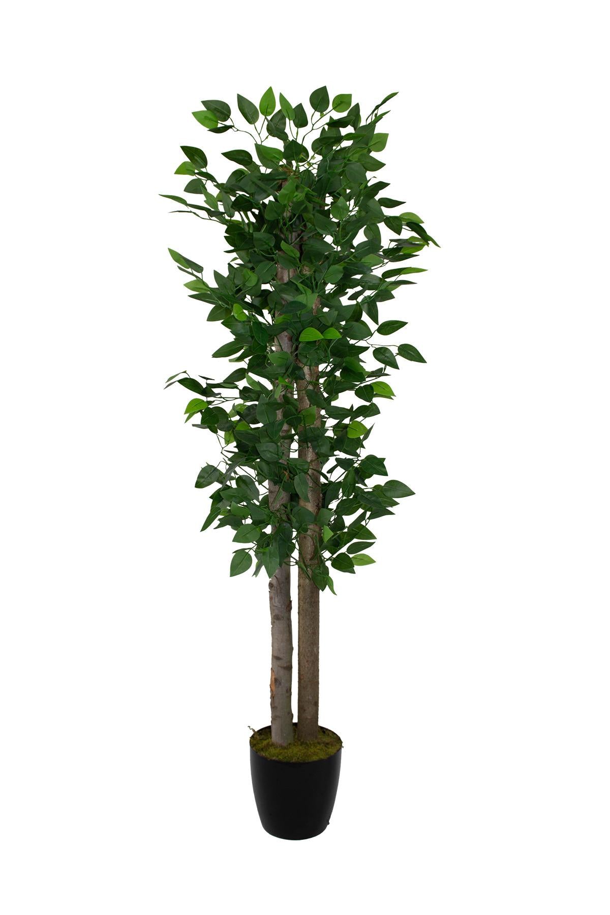 Yapay Benjamin Ağacı 160 cm 54 Dal