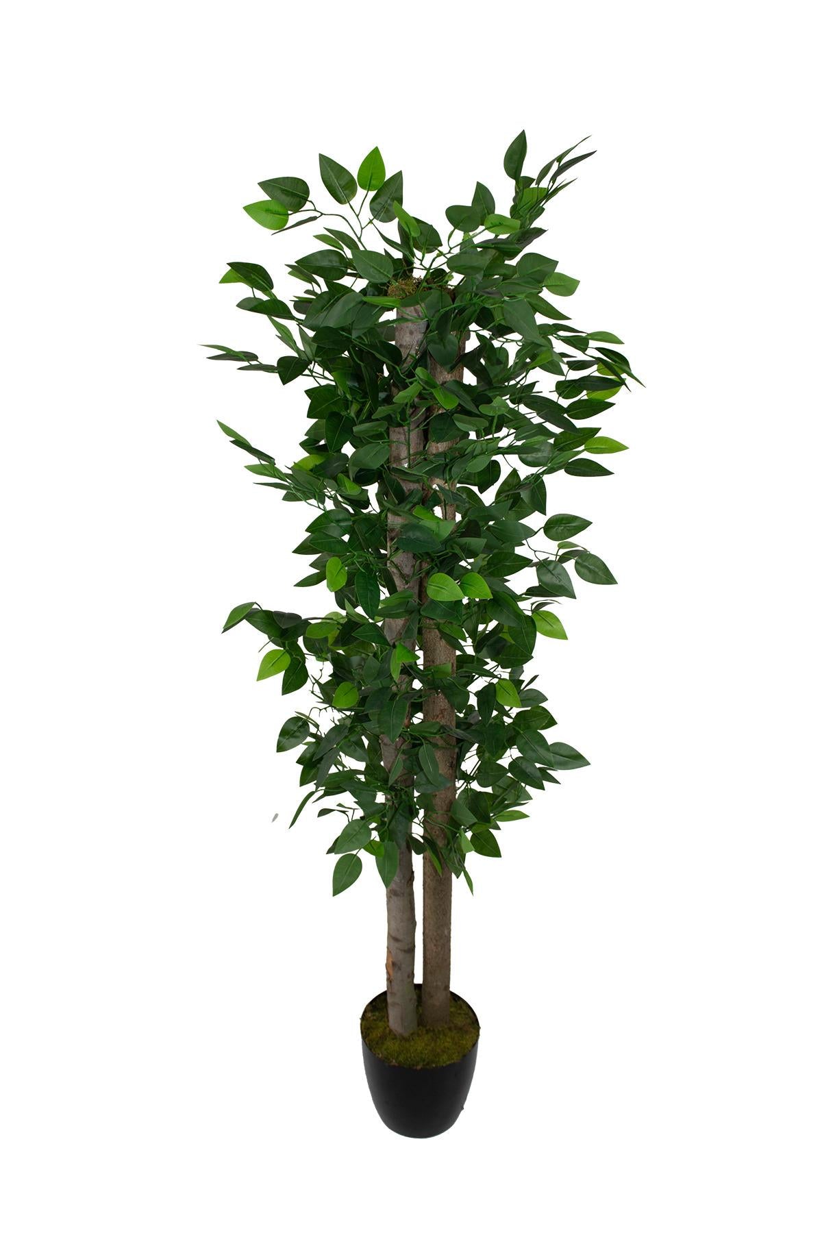 Yapay Benjamin Ağacı 160 cm 54 Dal