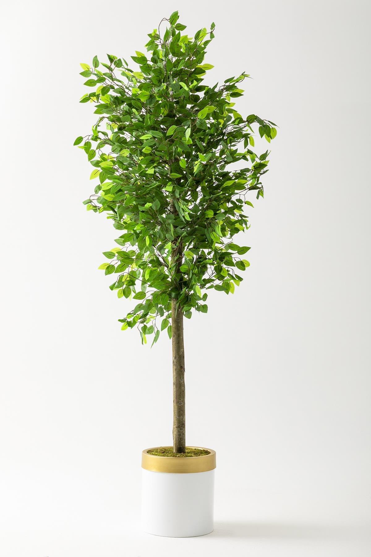 Yapay Benjamin Ağacı 200 Cm Beyaz Gold Metal Saksı