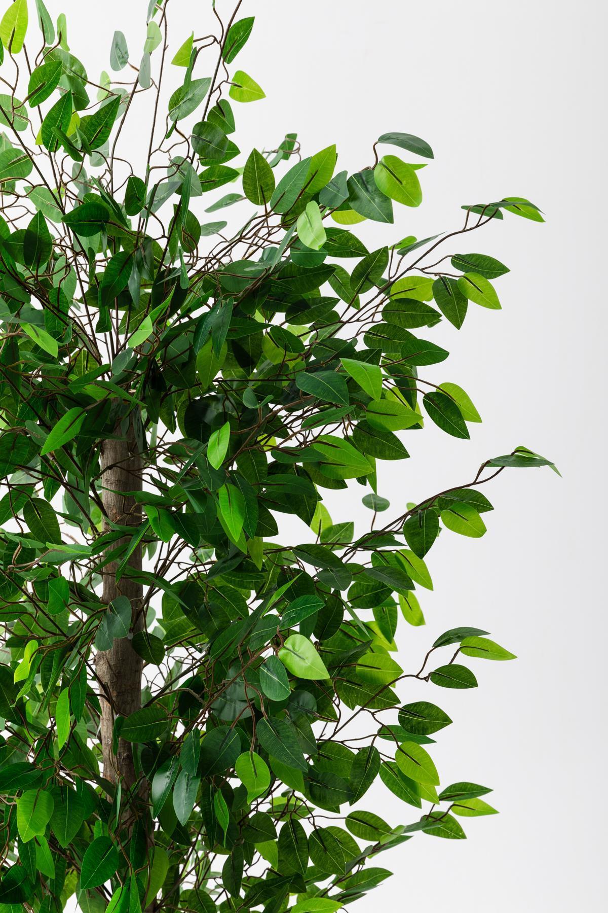 Yapay Benjamin Ağacı 200 Cm (Saksısız)