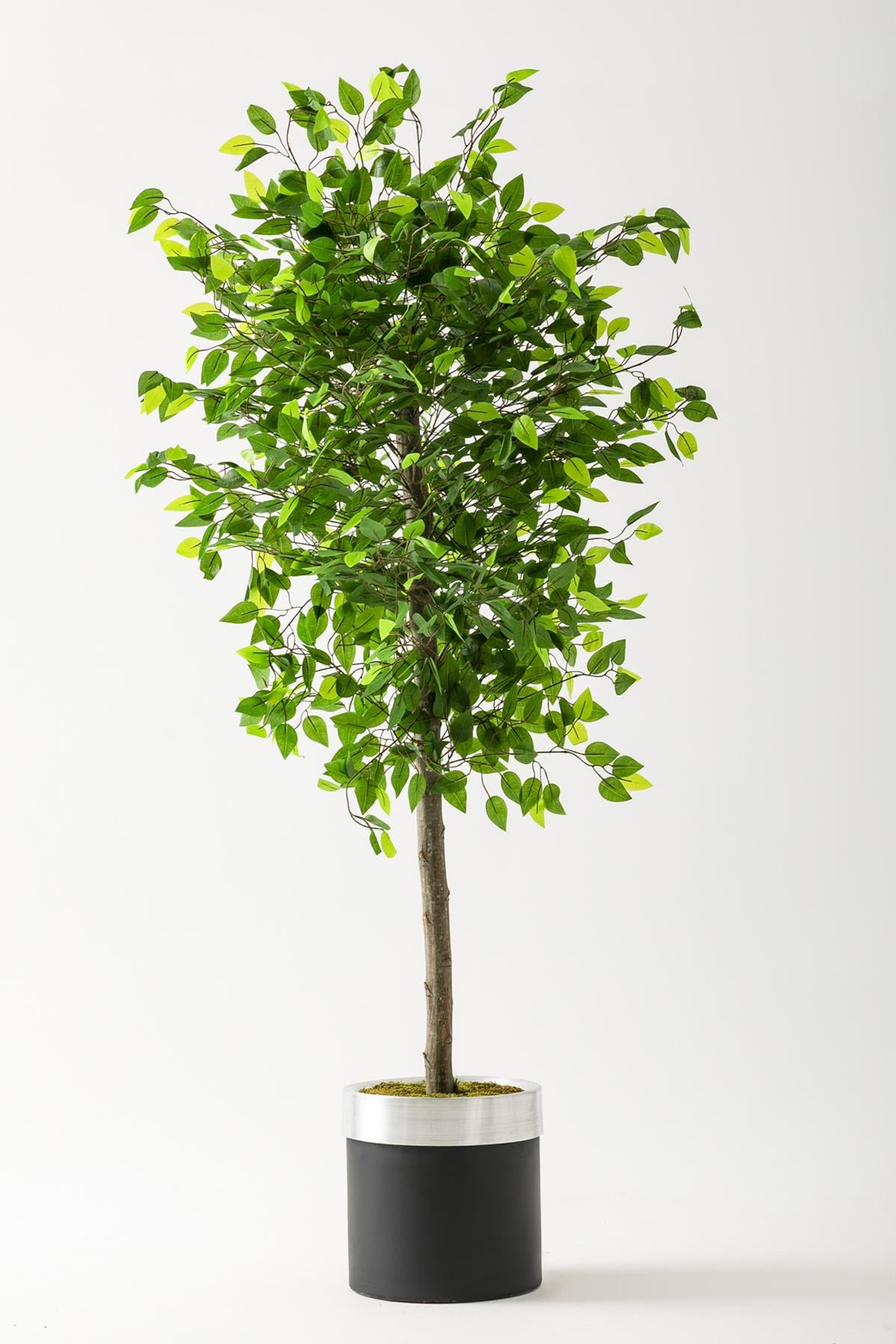 Yapay Benjamin Ağacı