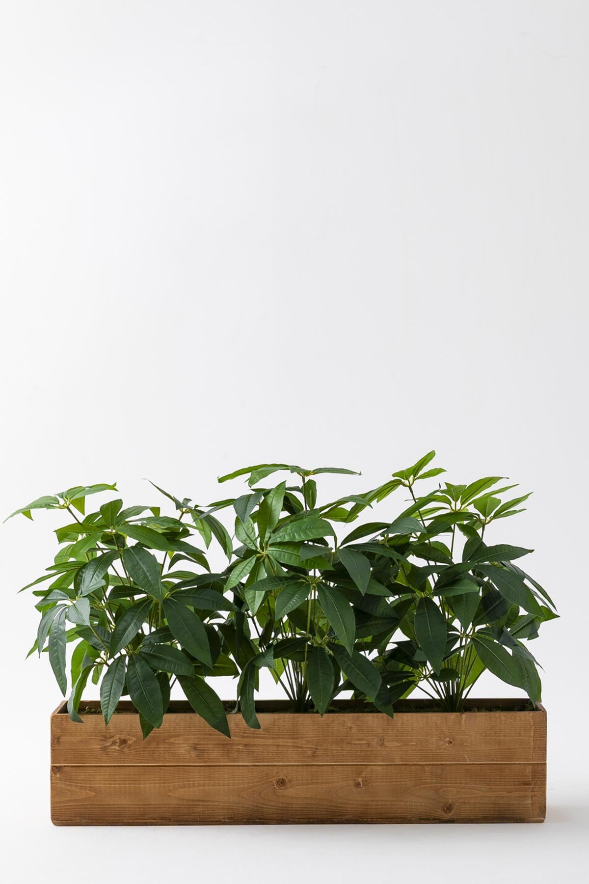 Yapay Bodur Çiçeklik Para Ağacı 80 Cm