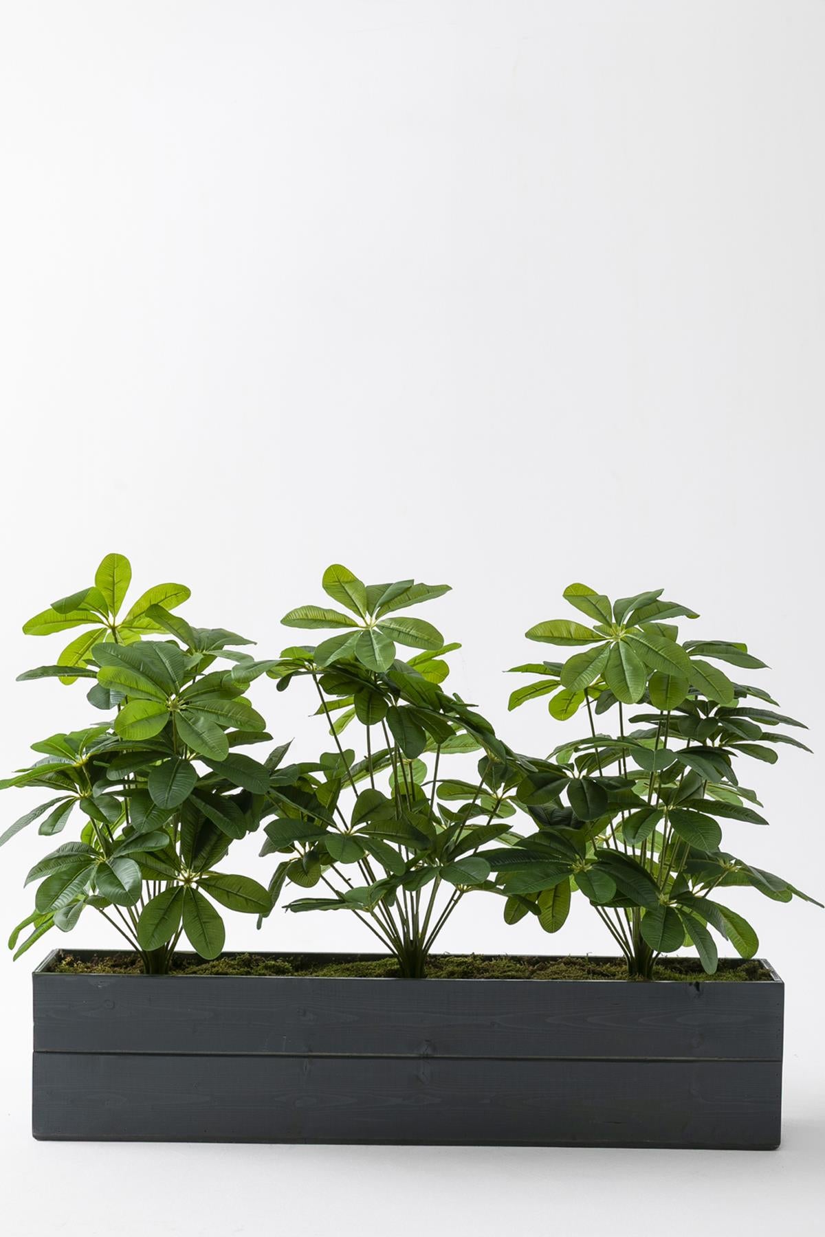 Yapay Bodur Çiçeklik Şefrole 80 Cm Antrasit Saksı