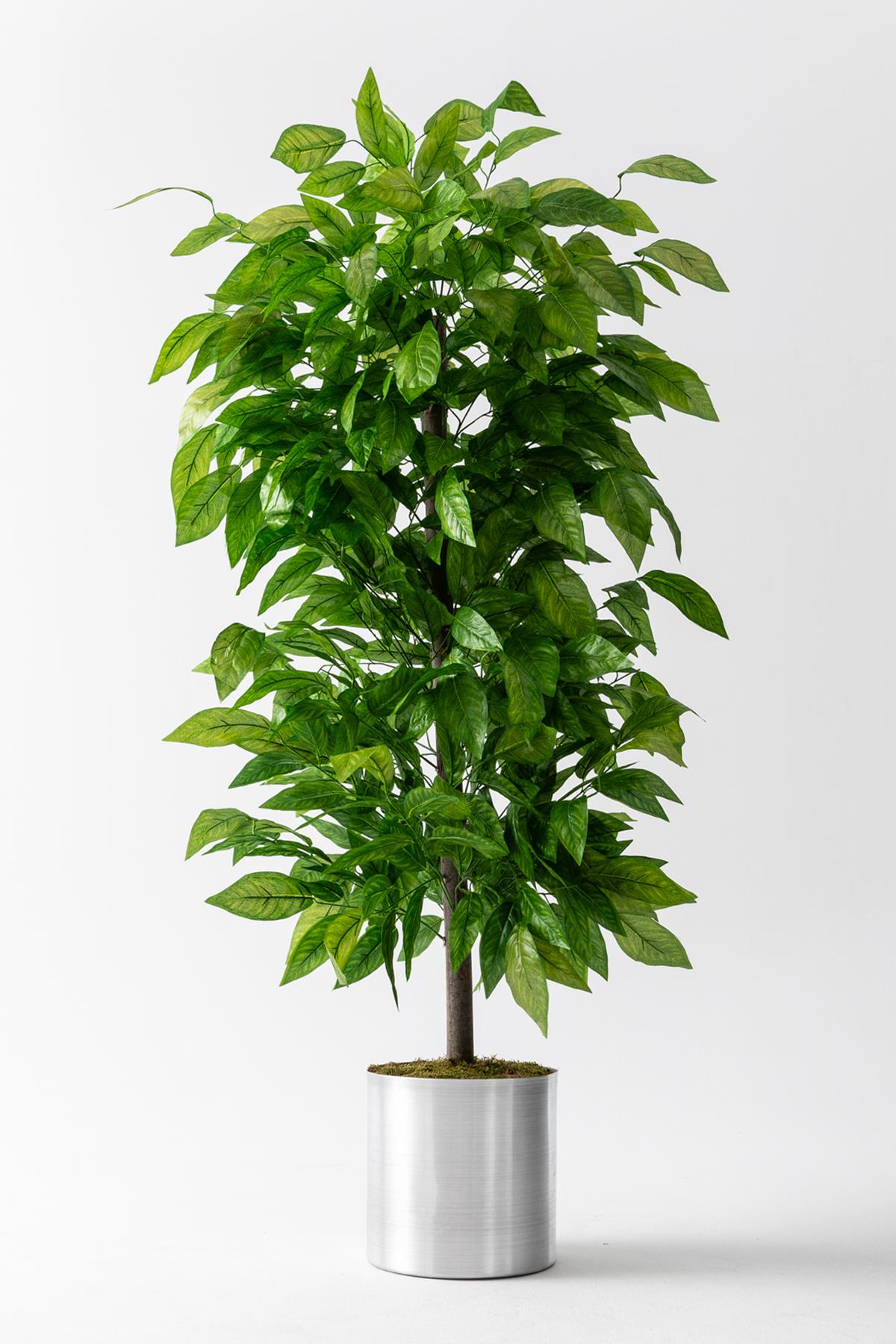 Yapay Ceviz Ağacı 180 Cm (Saksısız)