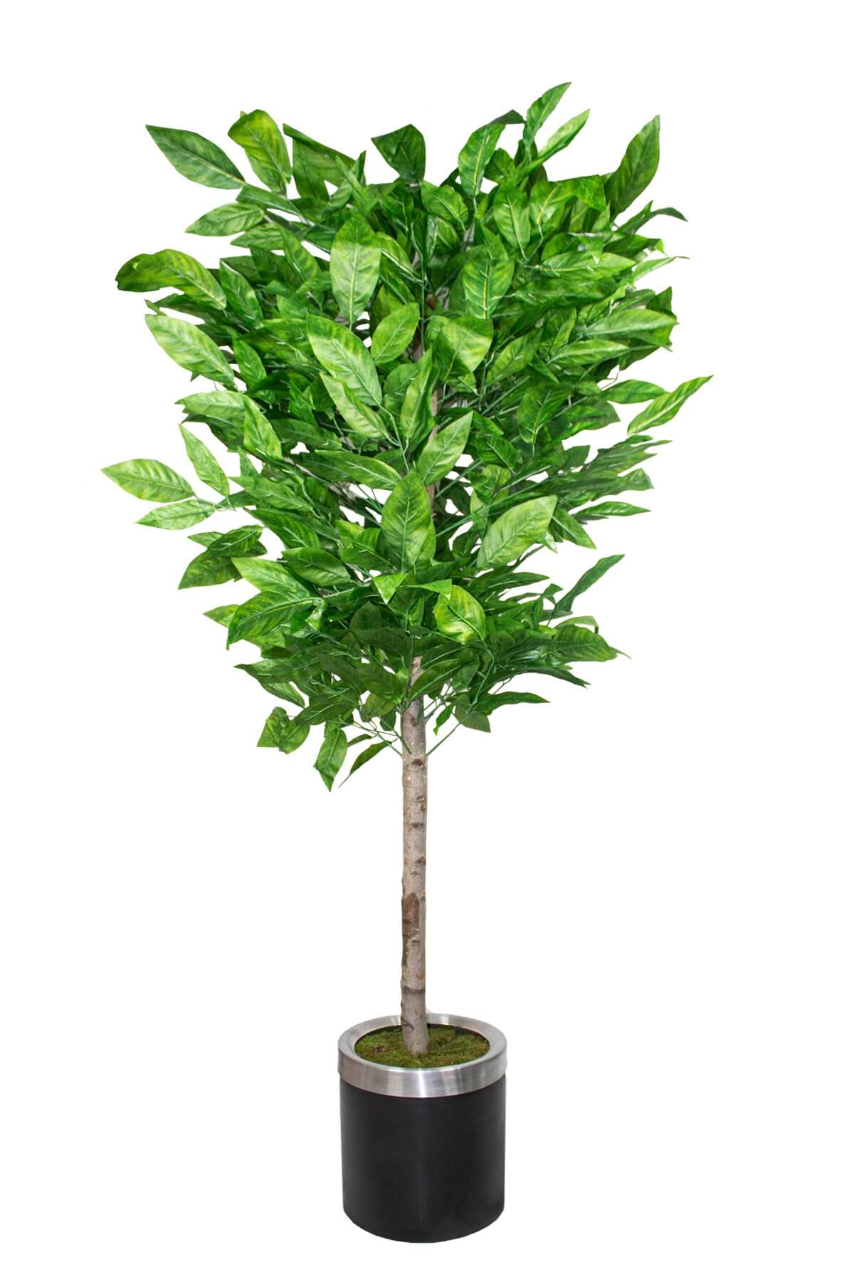 Yapay Ceviz Ağacı 180 Cm Siyah Saksılı