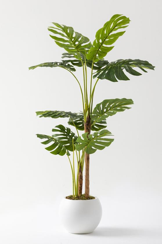 Yapay Deve Tabanı Ağacı (Monstera) 170 Cm Küre Saksı Beyaz