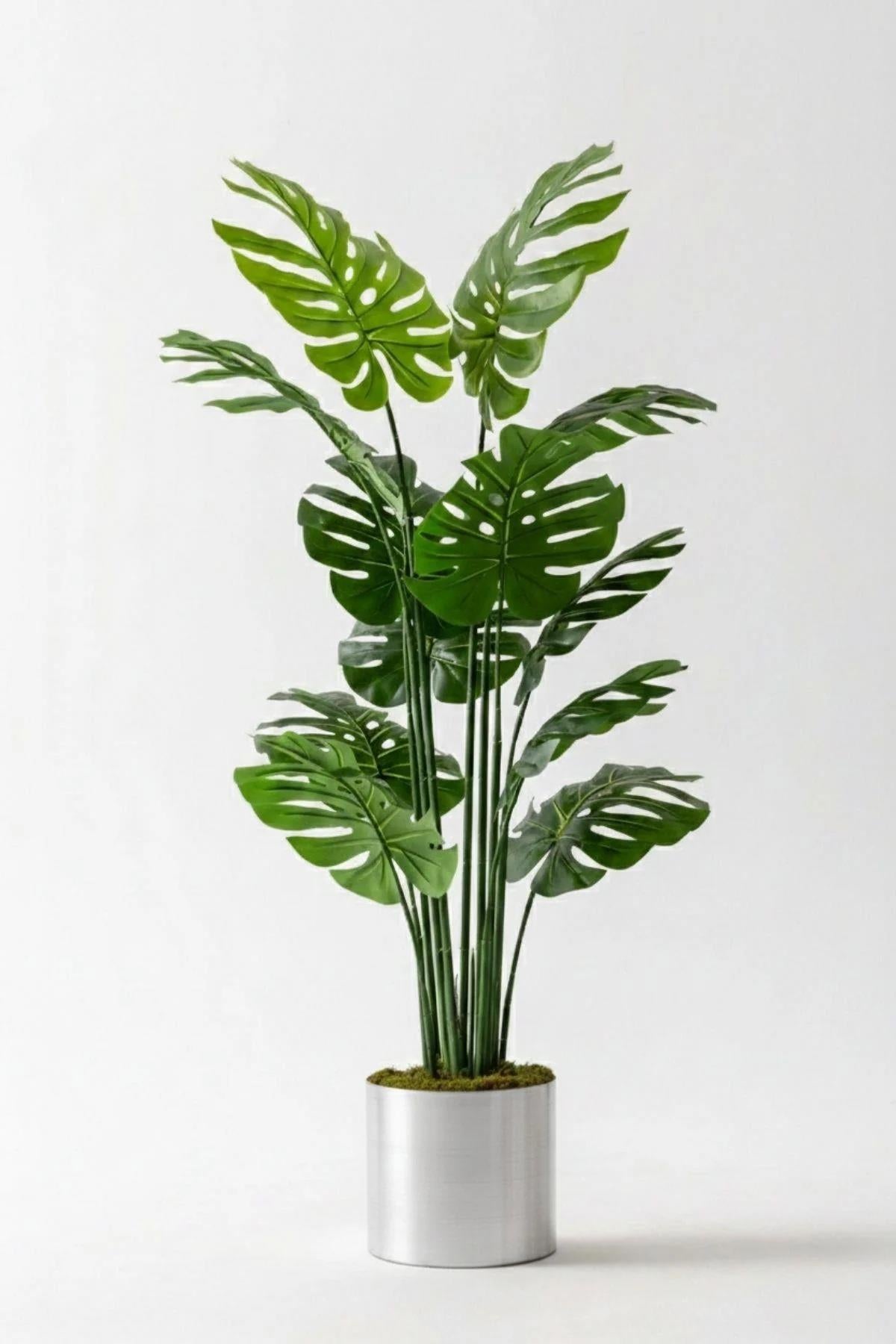 Yapay Deve Tabanı(Monstera) Ağacı