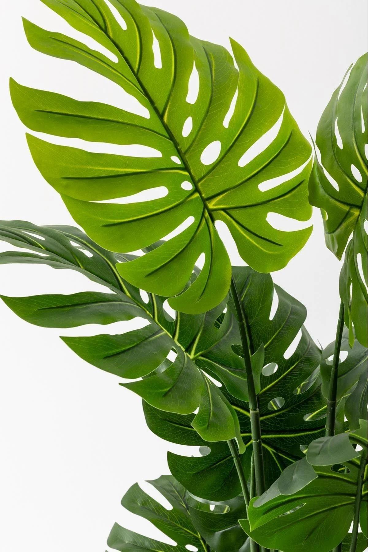 Yapay Deve Tabanı(Monstera) Ağacı