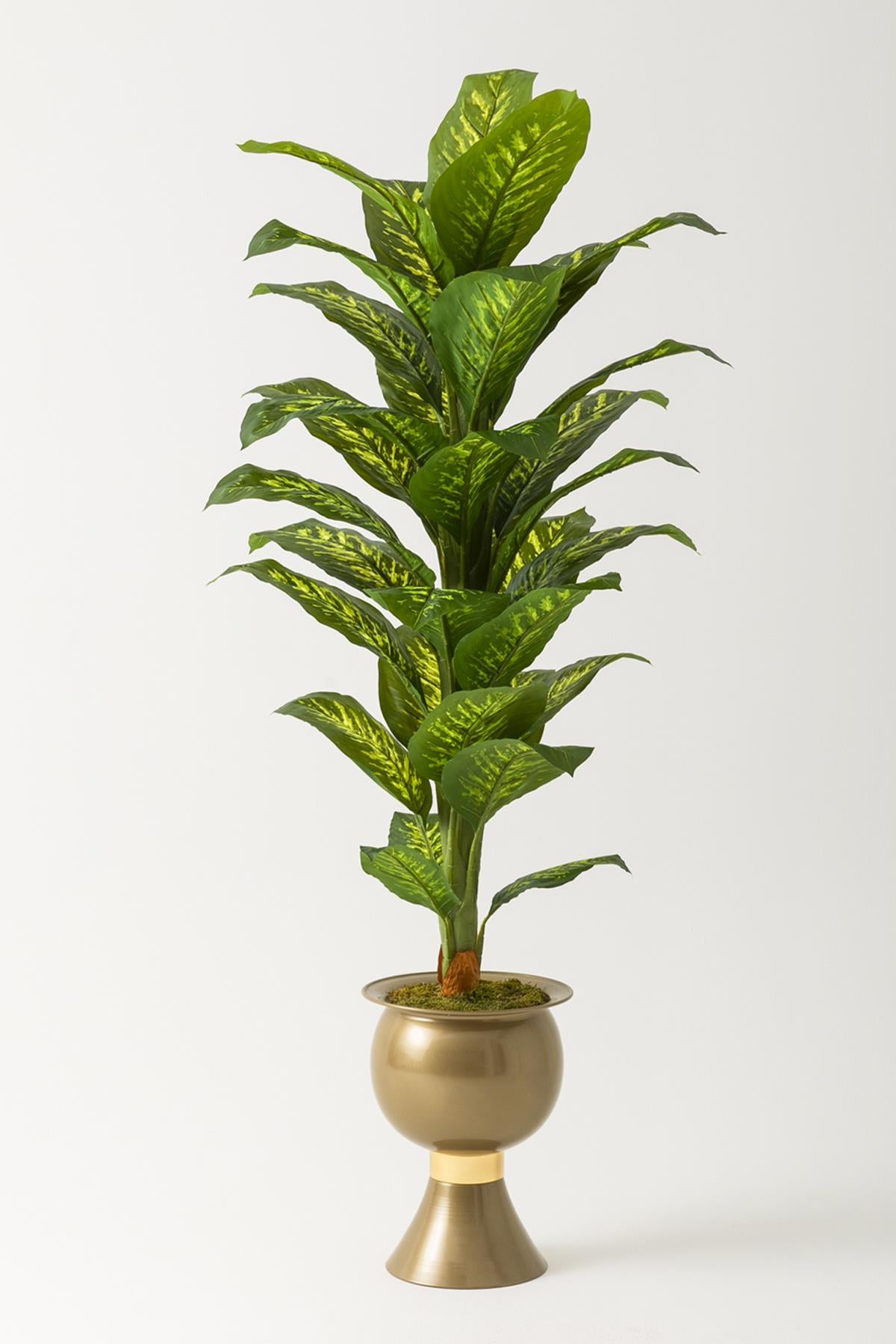 Yapay Difenbahya Ağacı 180 Cm Balon Saksı