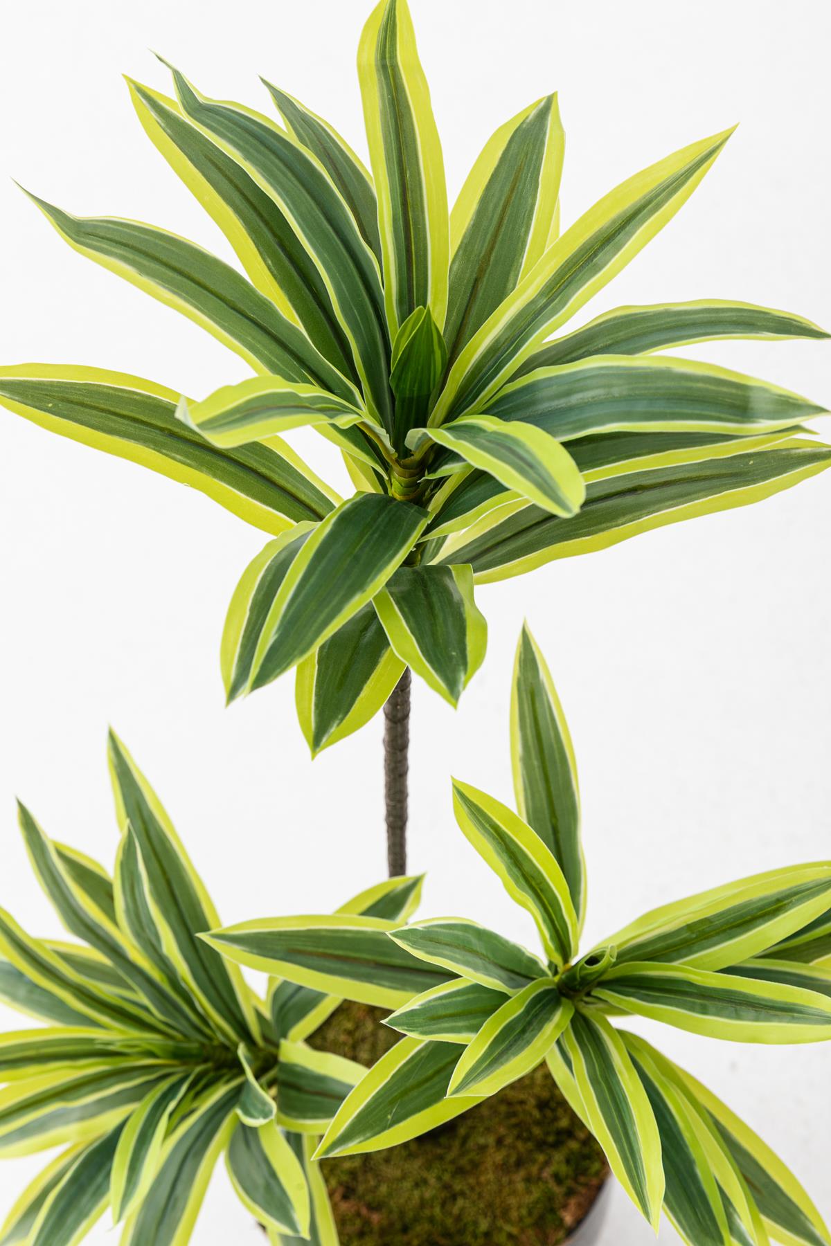 Yapay Dracena 80 Cm