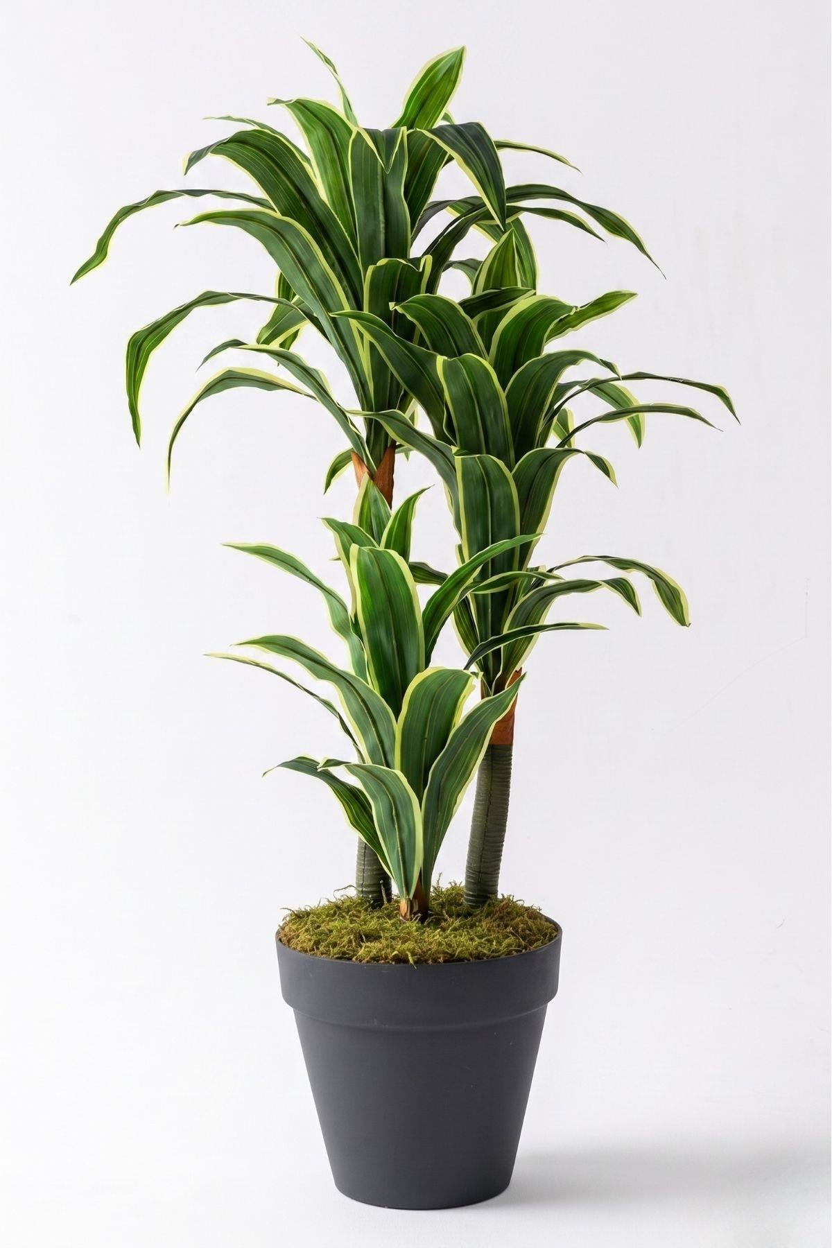 Yapay Dracena