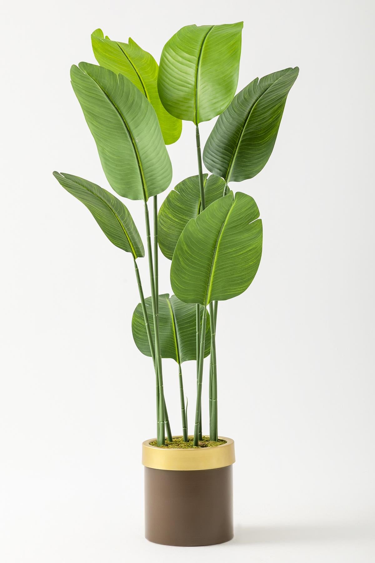 Yapay Geniş Yapraklı Starliçe Ağacı