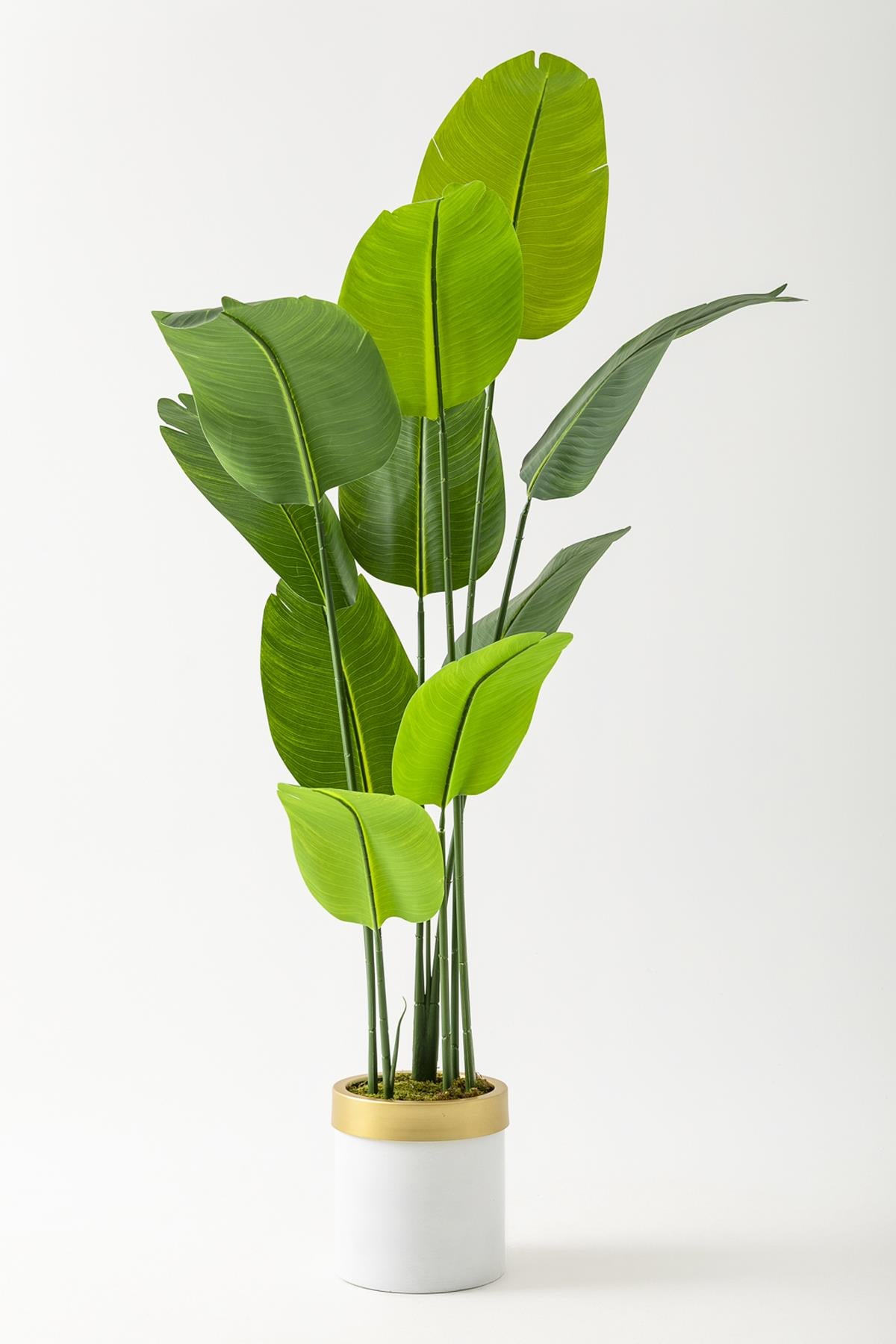 Yapay Geniş Yapraklı Starliçe Ağacı