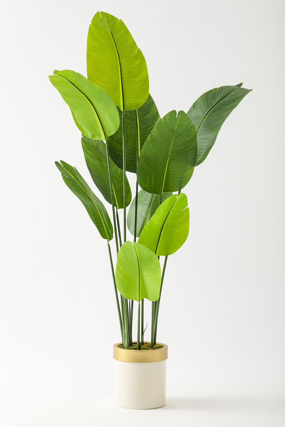 Yapay Geniş Yapraklı Starliçe Ağacı