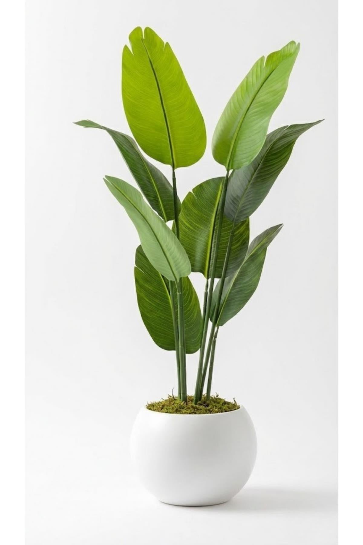 Yapay Geniş Yapraklı Starliçe Ağacı