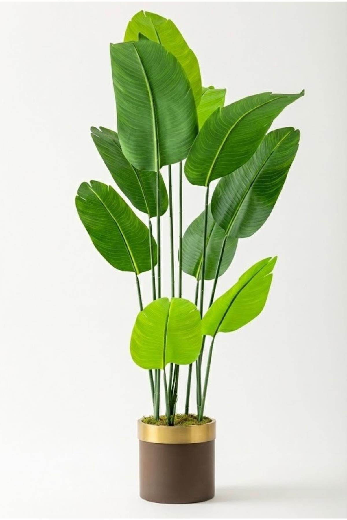 Yapay Geniş Yapraklı Starliçe Ağacı