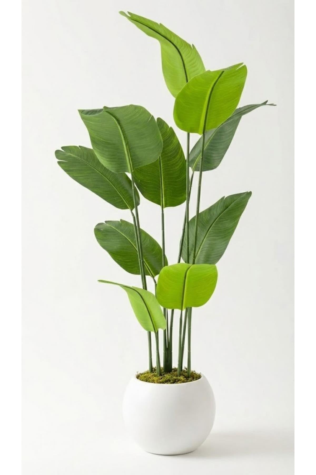 Yapay Geniş Yapraklı Starliçe Ağacı