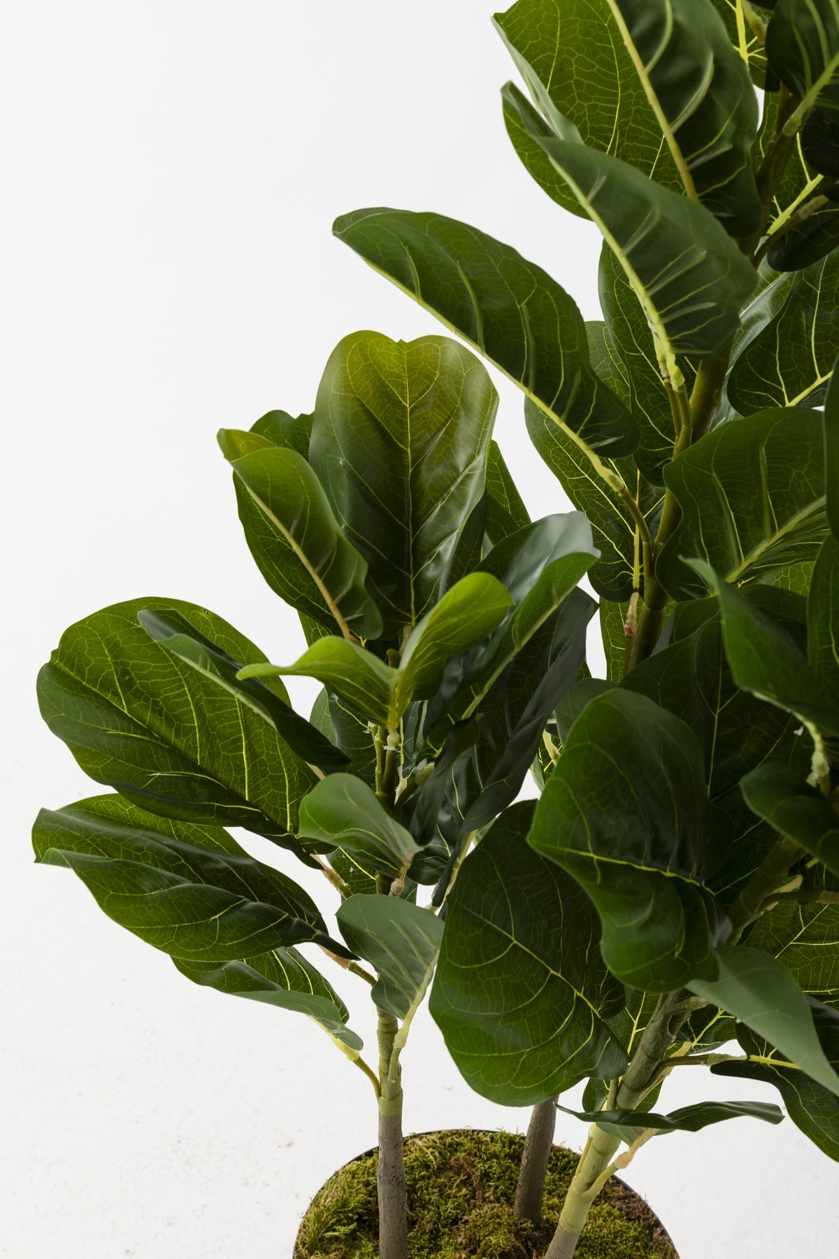 Yapay Kauçuk Ağacı 120 Cm