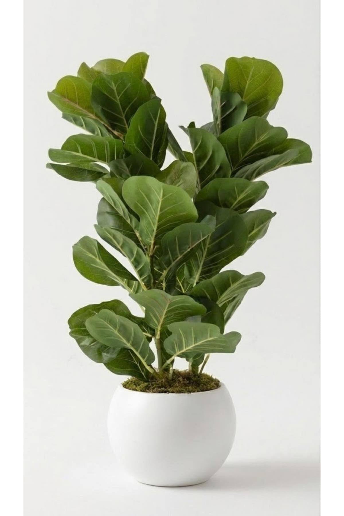 Yapay Kauçuk Ağacı