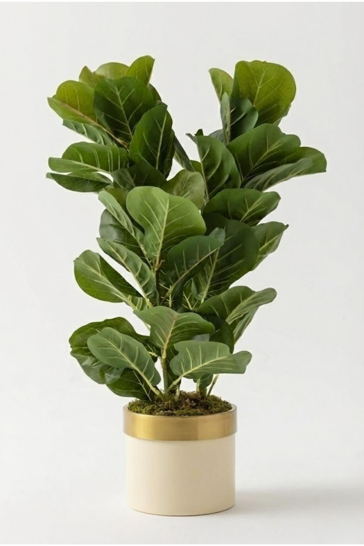 Yapay Kauçuk Ağacı