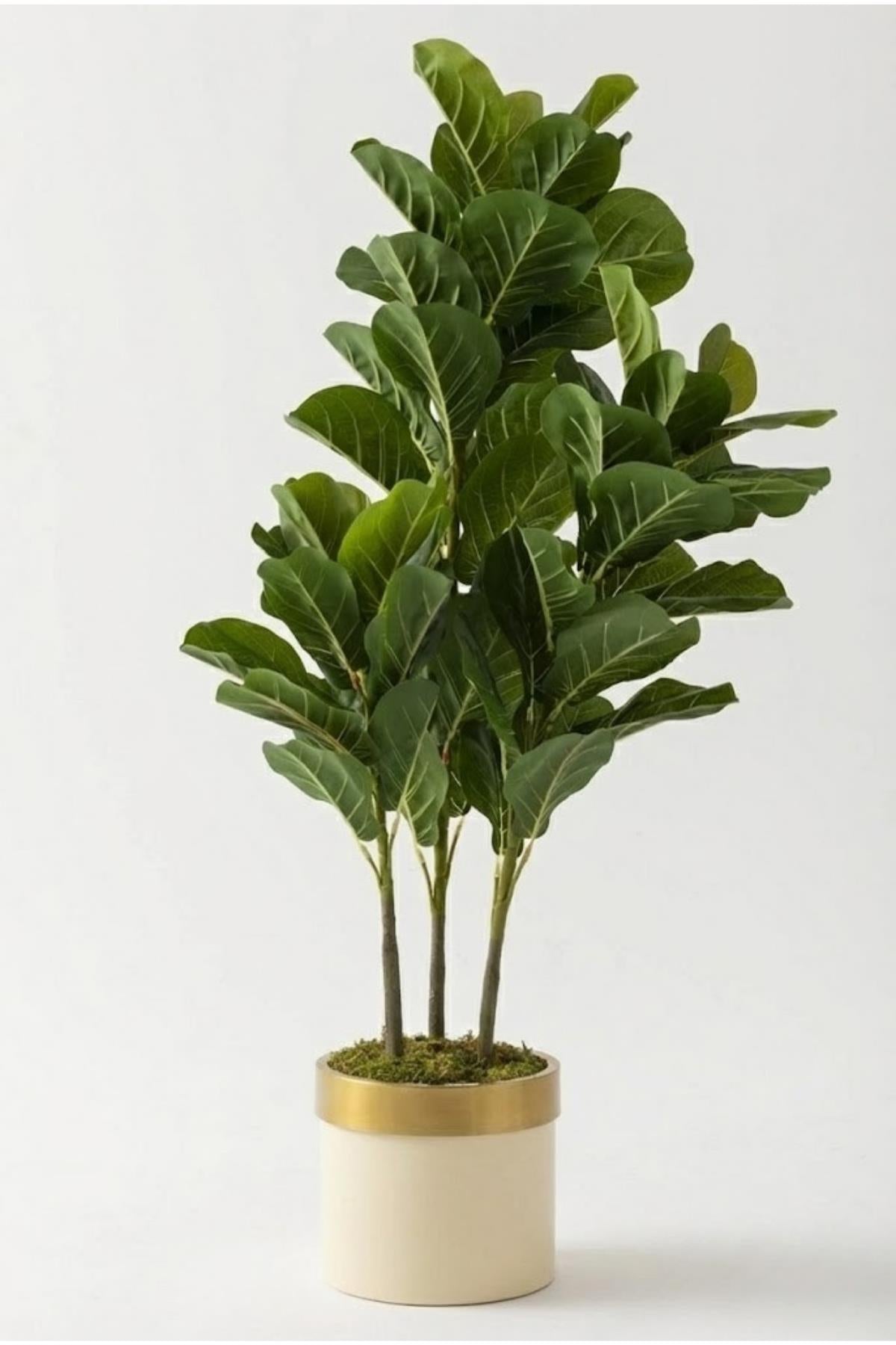 Yapay Kauçuk Ağacı