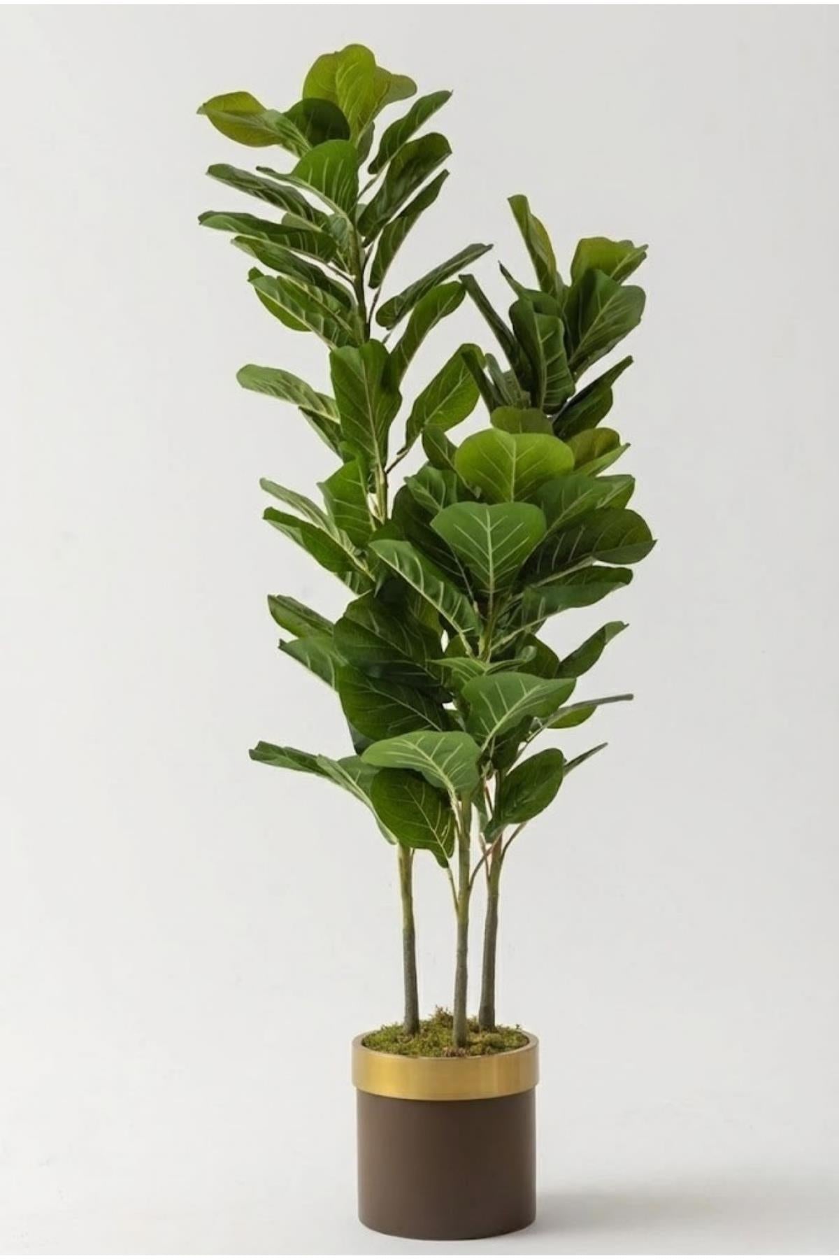 Yapay Kauçuk Ağacı