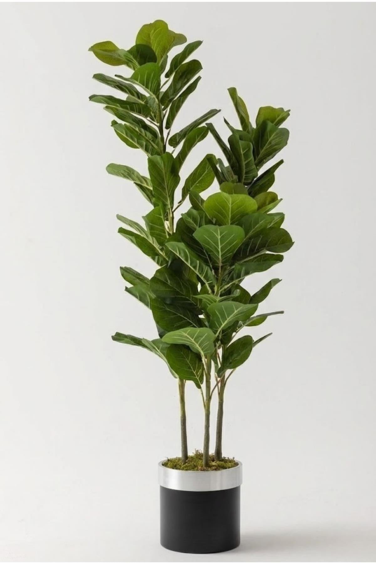 Yapay Kauçuk Ağacı