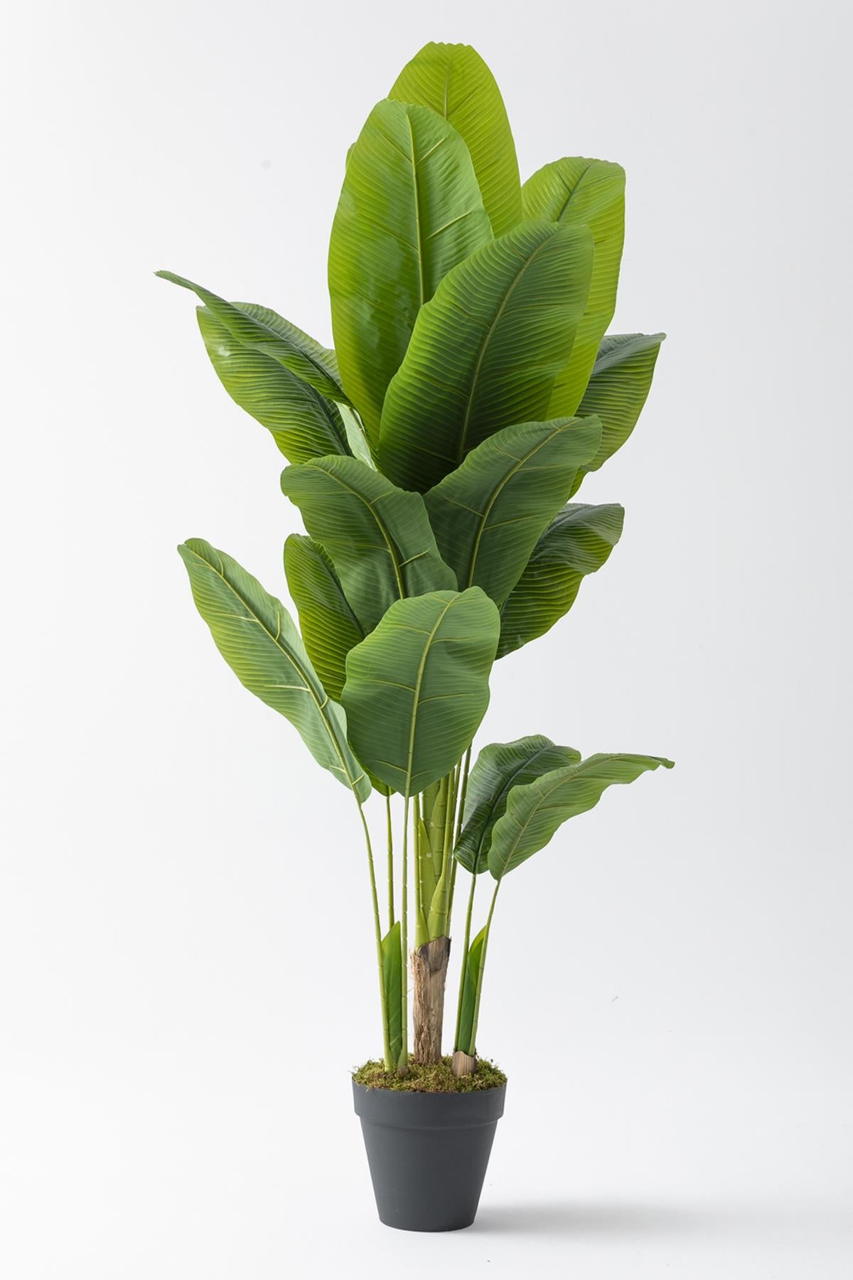 Yapay Muz Ağacı 180 Cm 17 Dal