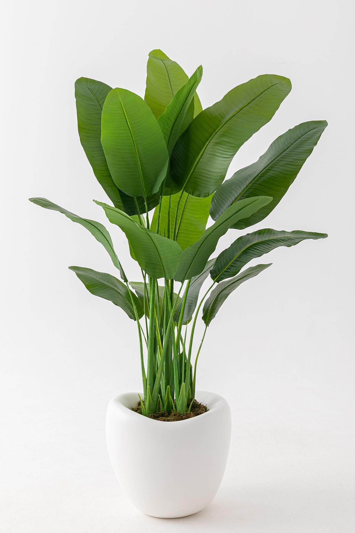 Yapay Muz Ağacı 180 Cm 5 Gövdeli 16 Yaprak