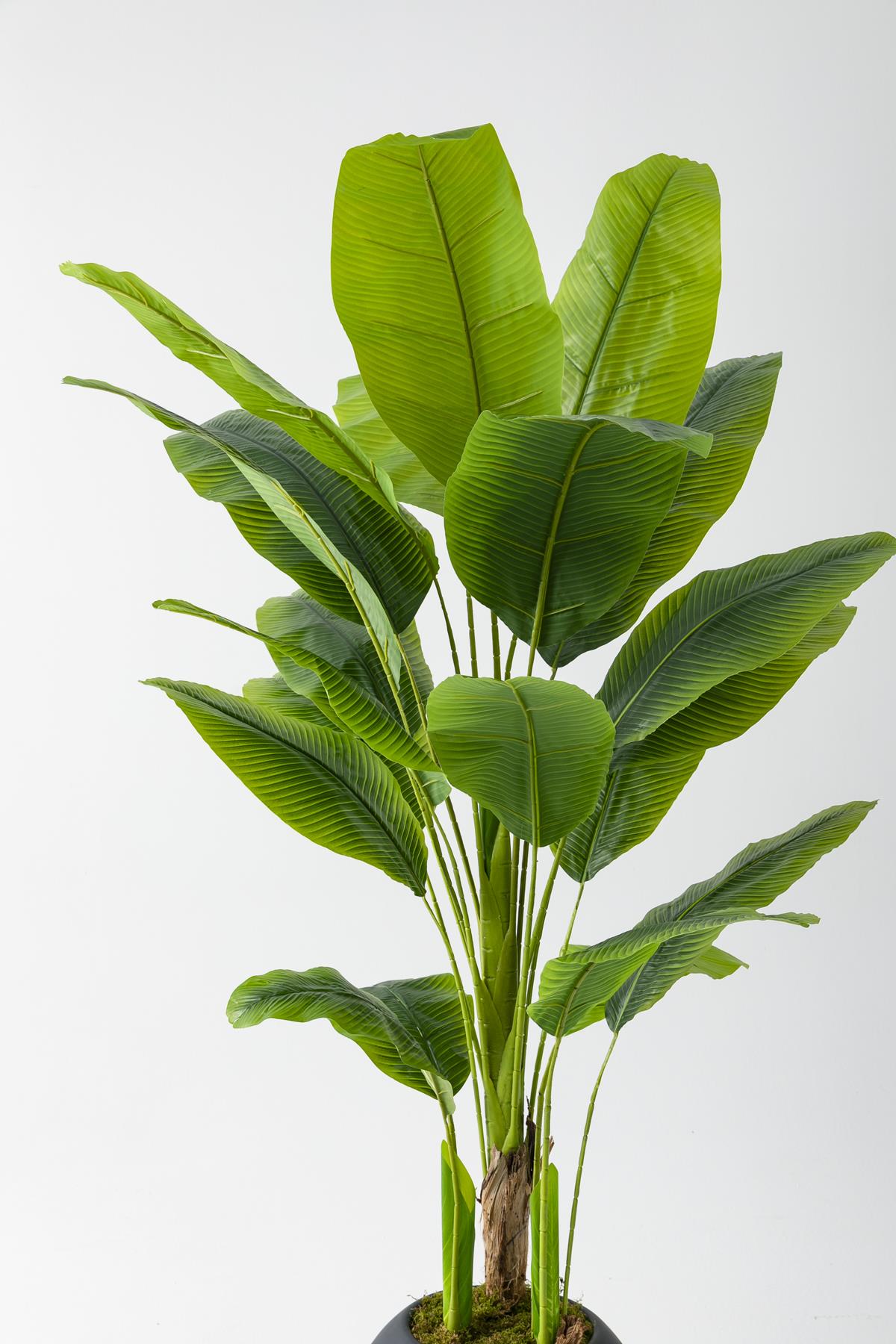 Yapay Muz Ağacı 180 Cm Fiber Saksılı