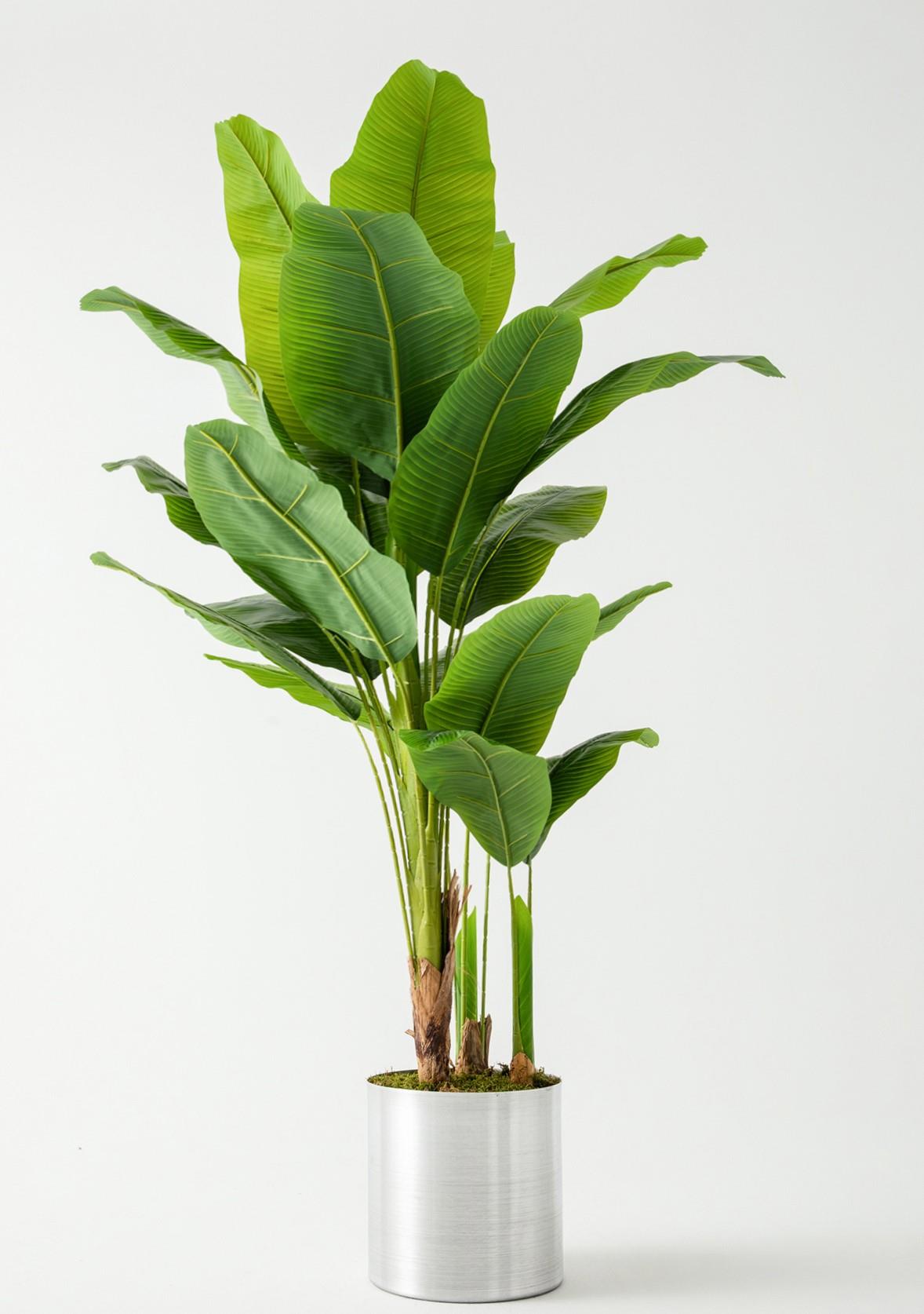 Yapay Muz Ağacı 180 Cm (Saksısız)