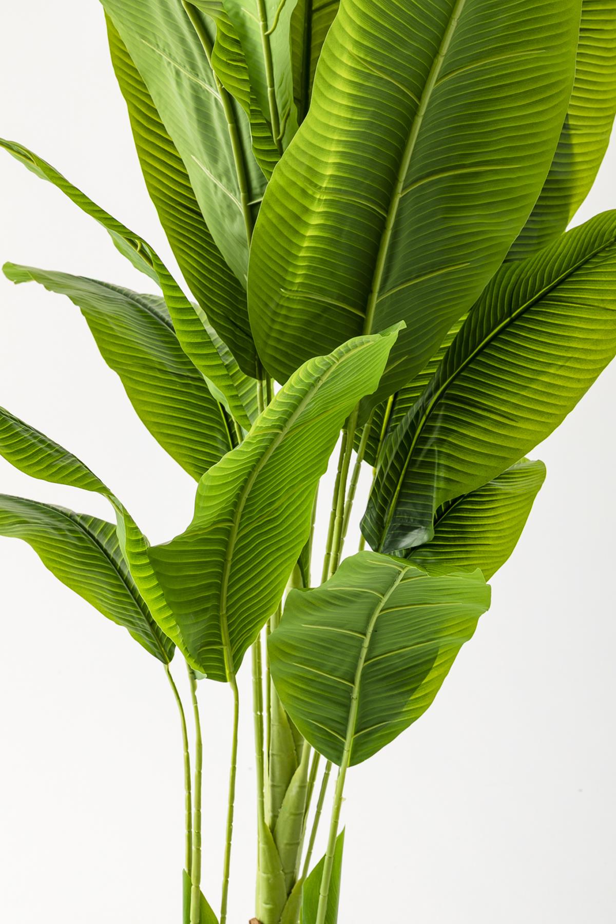 Yapay Muz Ağacı 200 Cm Siyah Metal Saksı