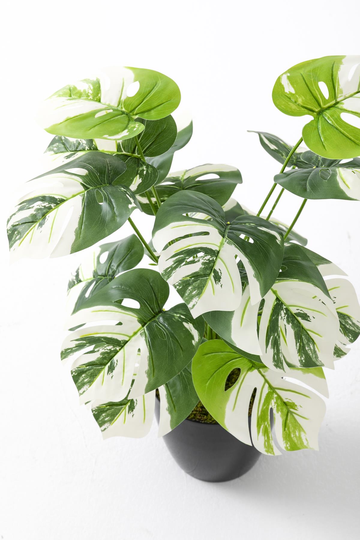 Yapay Salon Köşe Çiçeği Devetabanı Beyaz 65 Cm