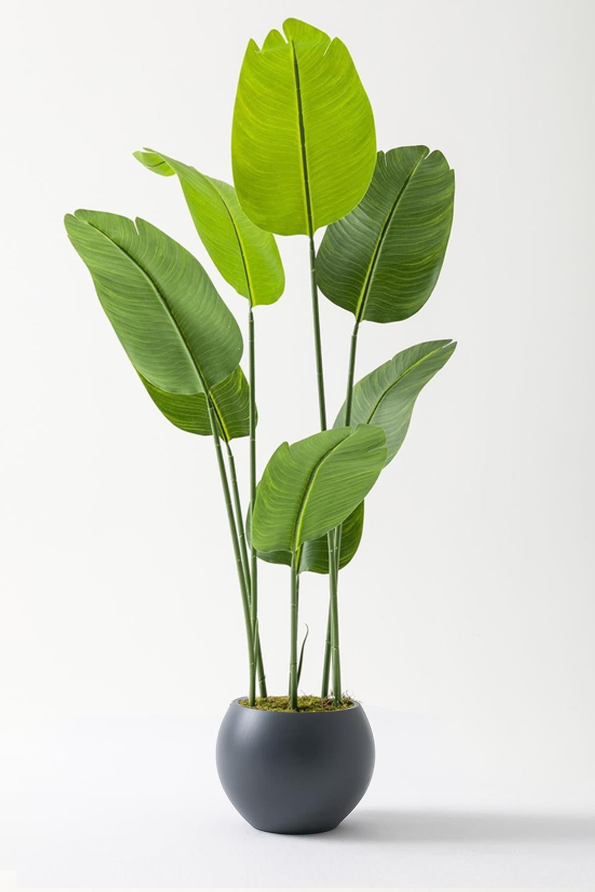 Yapay Starliçe Ağacı 140 Cm Geniş Yapraklı Plastik Küre Saksı Antrasit