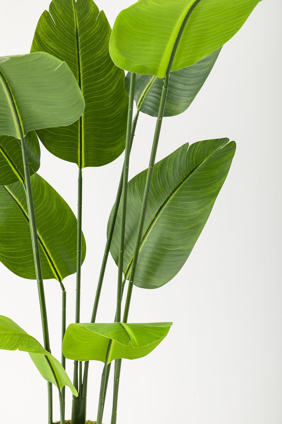 Yapay Starliçe Ağacı 160 Cm Geniş Yapraklı Gold Saksı