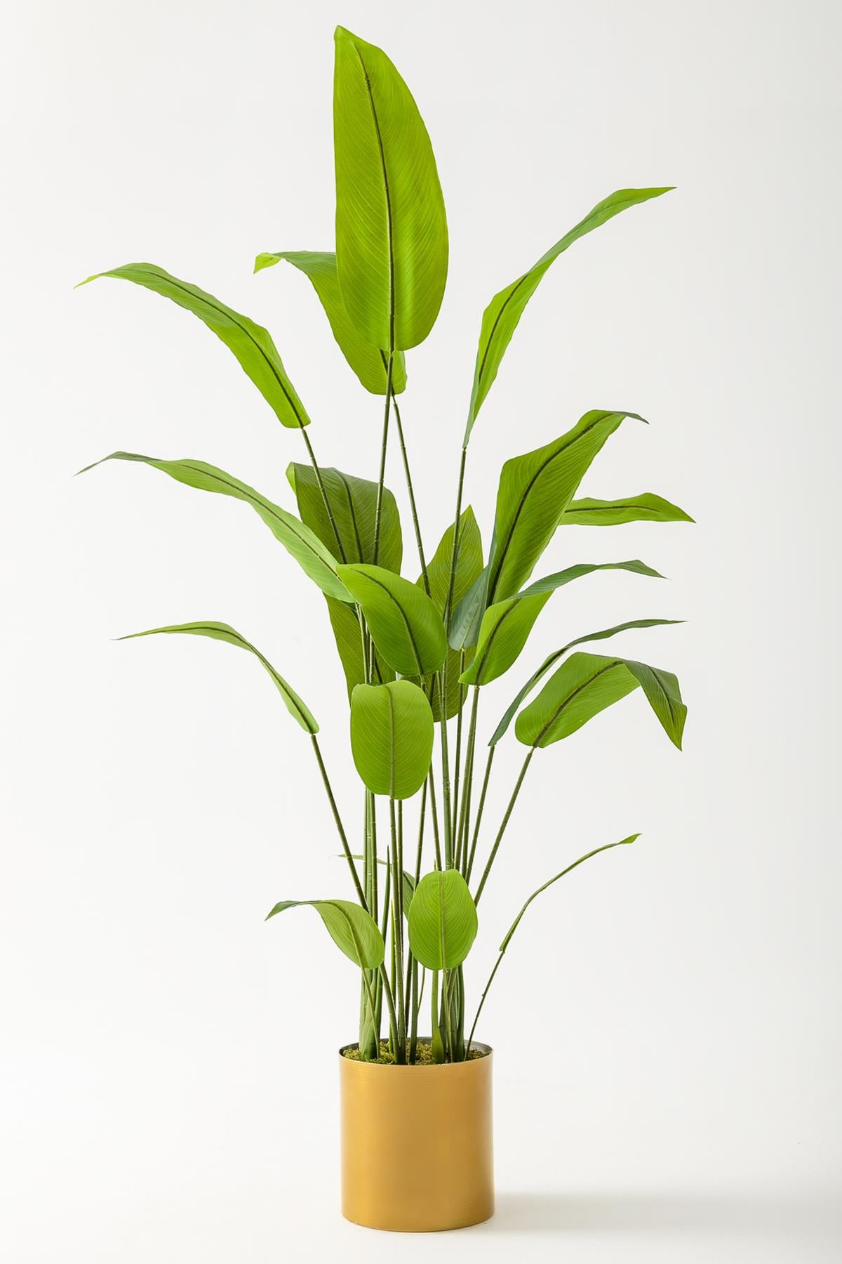 Yapay Starliçe Ağacı 160 Cm Gold Metal Saksı