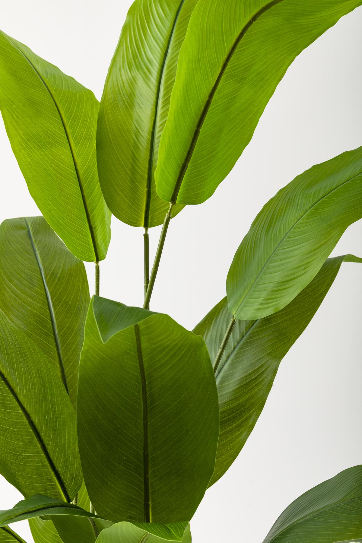 Yapay Starliçe Ağacı 160 Cm Krem Gold Metal Saksı