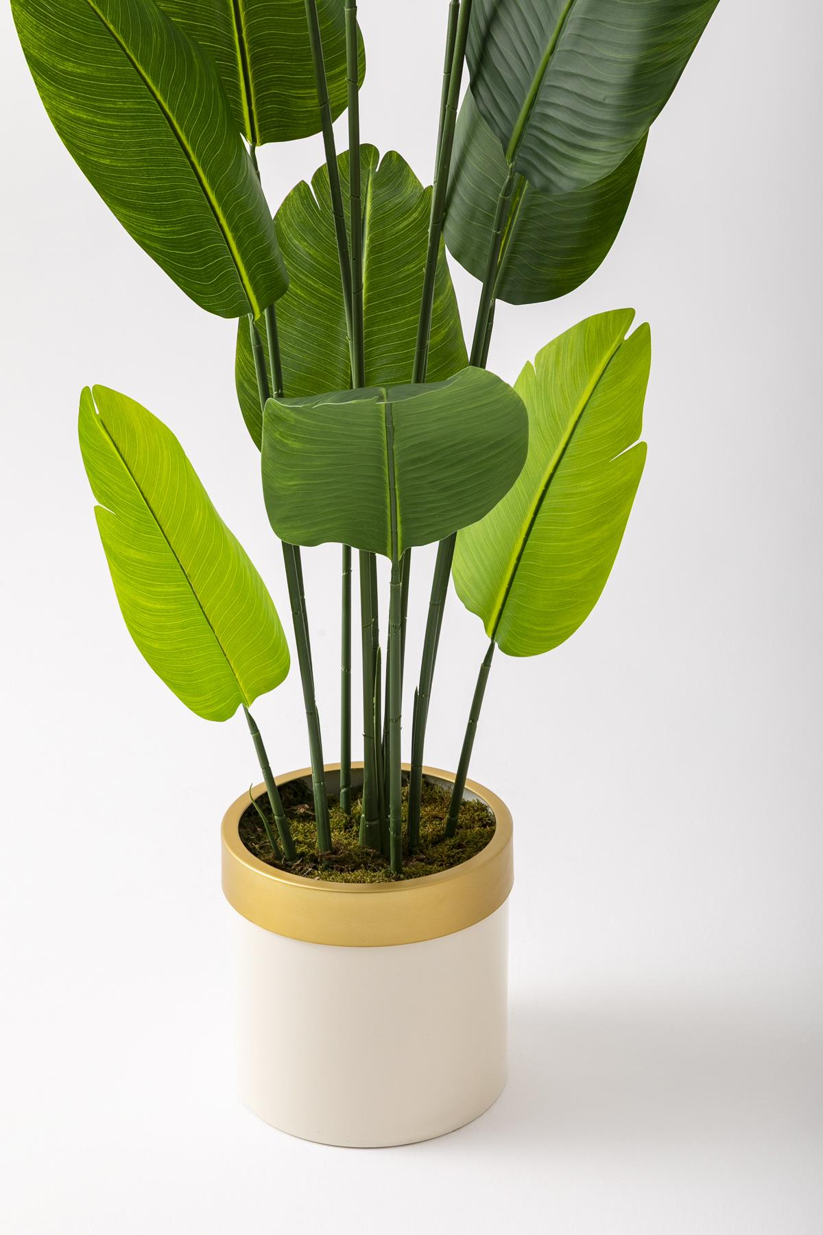 Yapay Starliçe Ağacı 180 Cm Geniş Yapraklı Krem Gold Metal Saksı