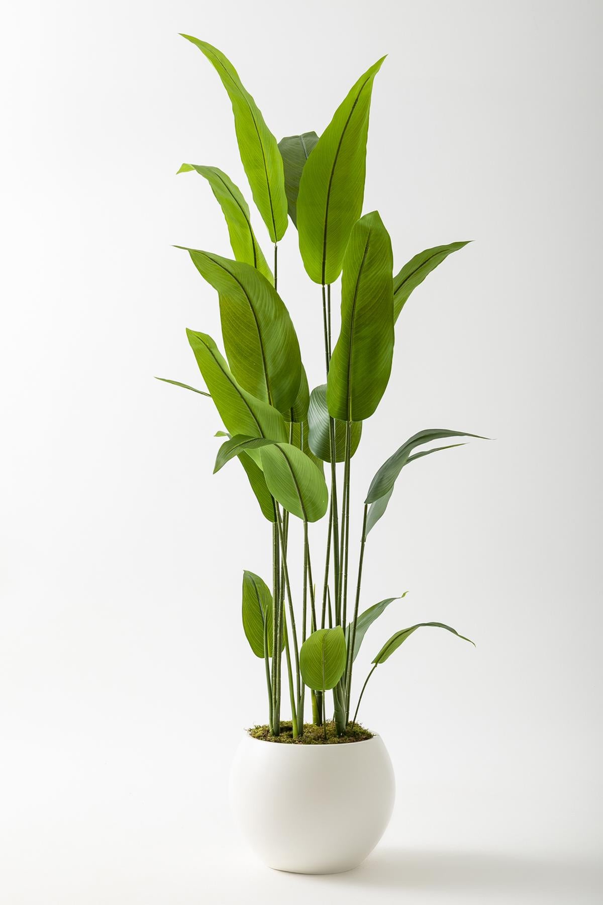 Yapay Starliçe Ağacı