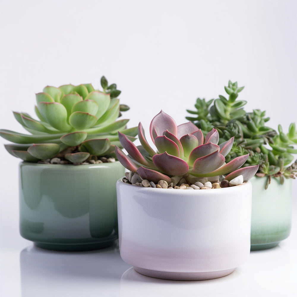 Yapay Sukulentler: Gerçekçi Güzellik ve Bakım Kolaylığı