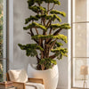 Bonsai Ağacı