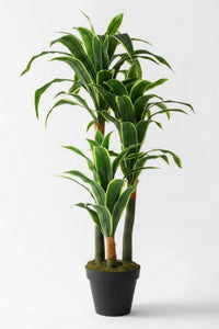 Yapay Dracena