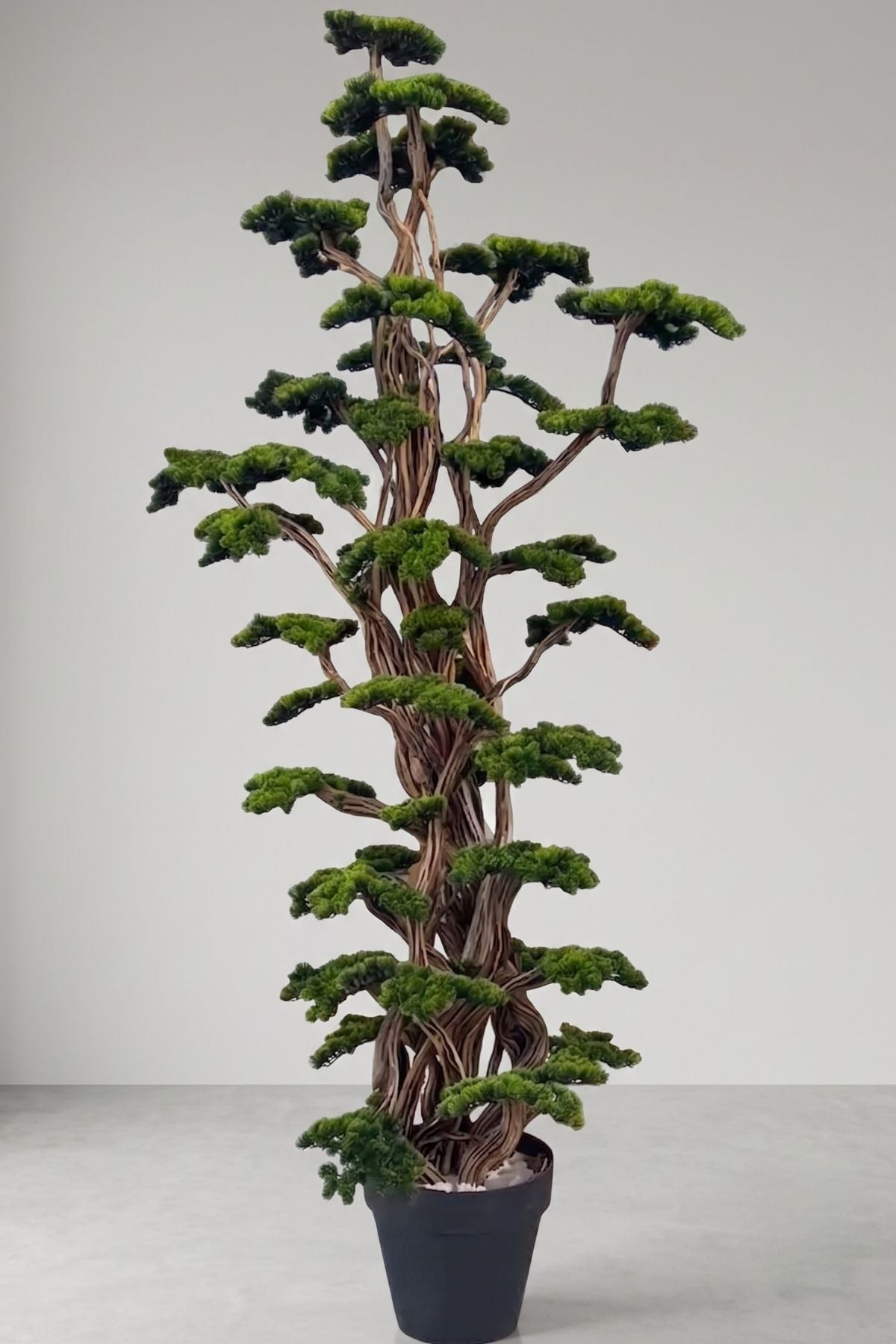 Premium Dev Bonsai Ağacı 3 Metre